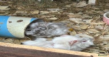 Guinea Pig rodents - Advert 6