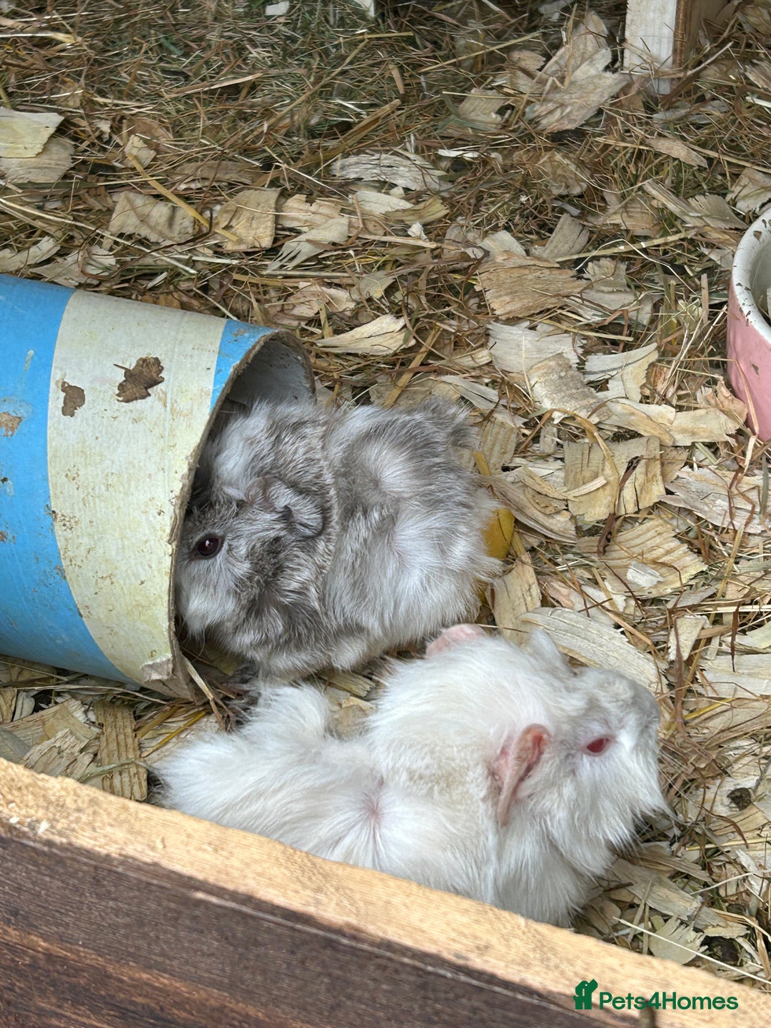 Guinea Pig rodents for sale: Baby Guinea Pigs - Image 2