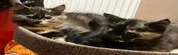 Mixed Breed cats for sale: Long haired tortoiseshell female kittens.  - Advert 5