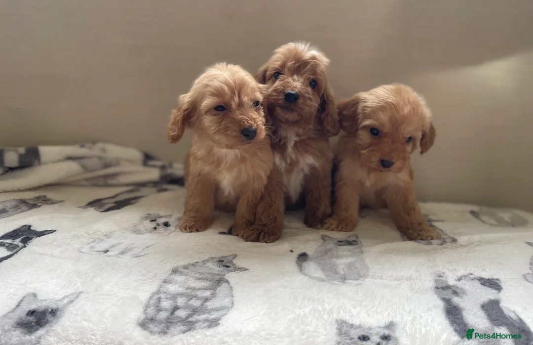 Cockapoo dogs for sale: Beautiful F1 cockapoos  - Advert 4