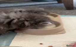 Persian cats for sale: Blue Persian  in Chesterfield - Image 14