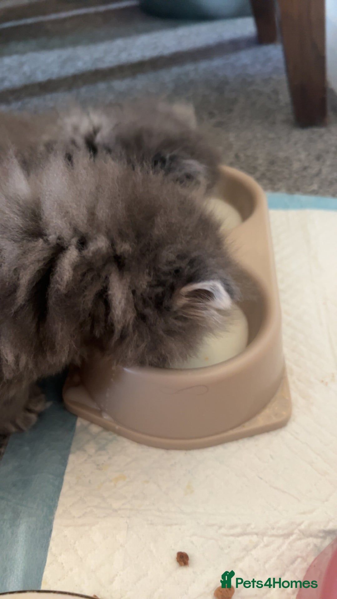 Persian cats for sale: Blue Persian  in Chesterfield - Image 14