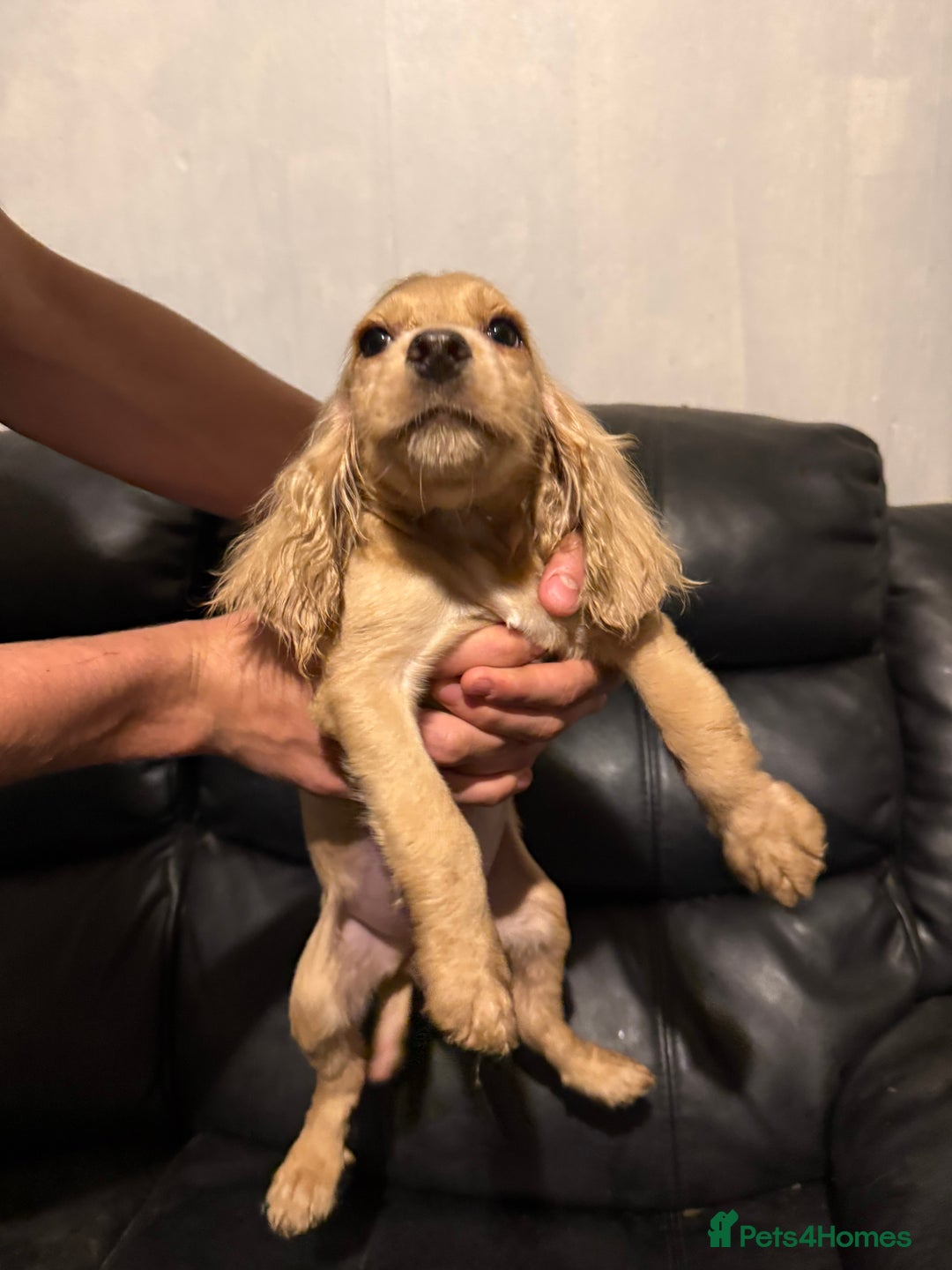 Cocker Spaniel dogs for sale: Cocker spaniels - Image 6