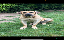 Presa Canario dogs for sale: Full Pedigree Presa Canario boy  - Image 4