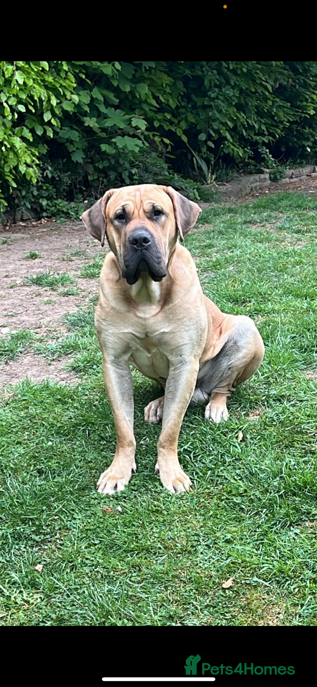 Presa Canario dogs for sale: Full Pedigree Presa Canario boy  - Image 4
