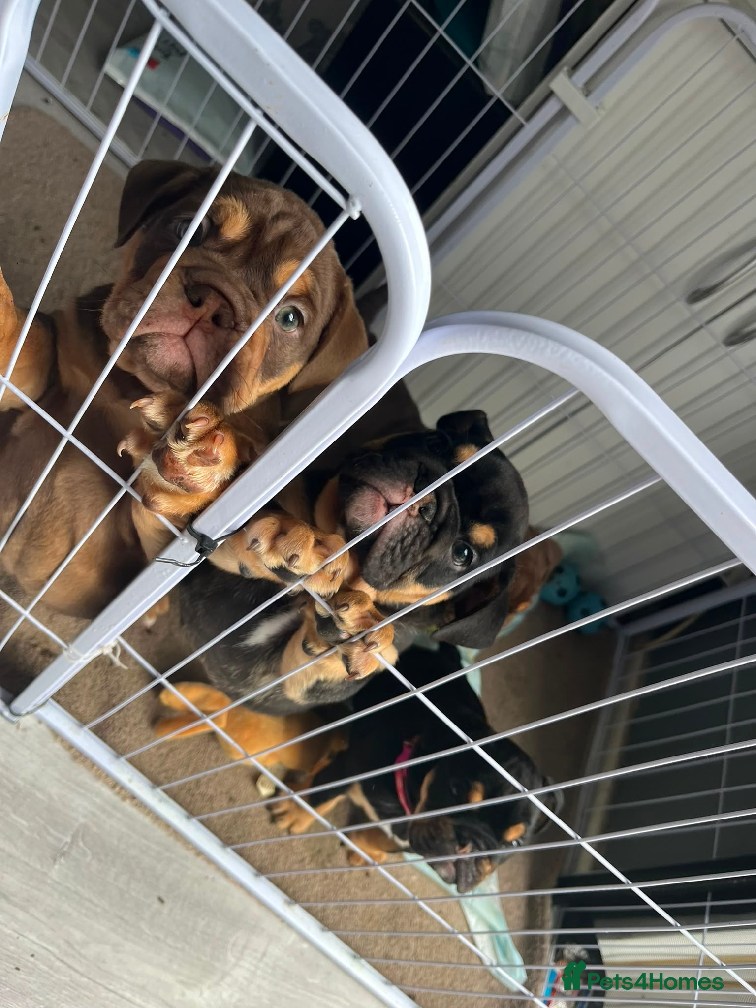 Olde English Bulldogge dogs Old English x English Bulldog puppies - Advert 2