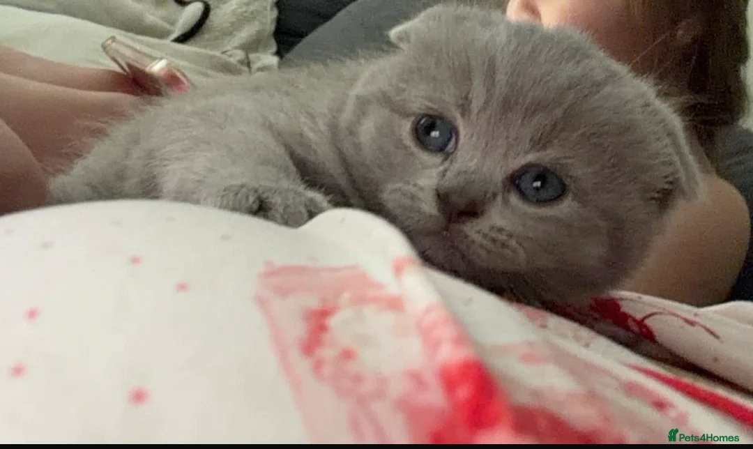Scottish Fold cats for sale: 3 male Scottish fold kittens - Advert 6