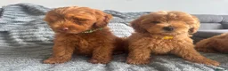 Cockapoo dogs for sale: F2 Cockapoo Puppies READY TO LEAVE 2 girls remain - Advert 15