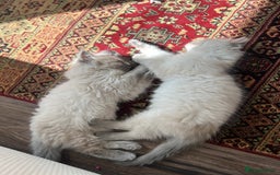 Ragdoll cats for sale: Gorgeous Ragdoll Kittens- 20 weeks old, Ready Now! - Image 7