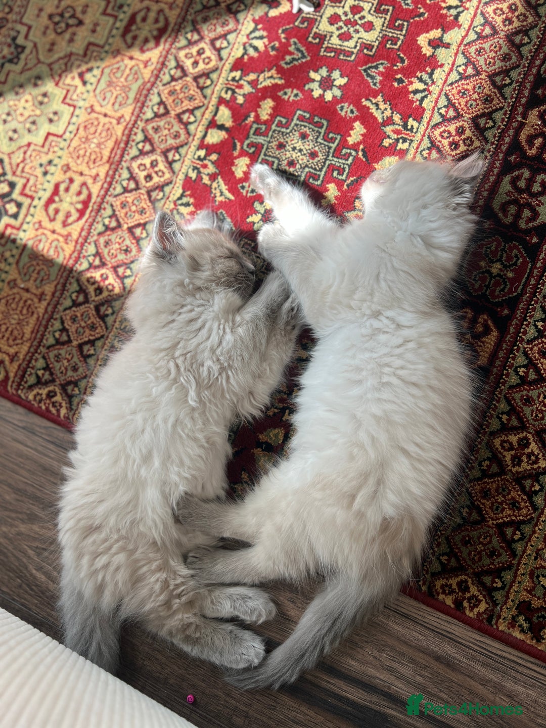 Ragdoll cats for sale: Gorgeous Ragdoll Kittens- 20 weeks old, Ready Now! - Image 7