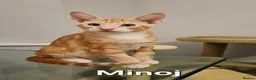 Mixed Breed cats for sale: Beautiful Oriental-Cross Kittens – 3 Boys & 1 Girl - Advert 3