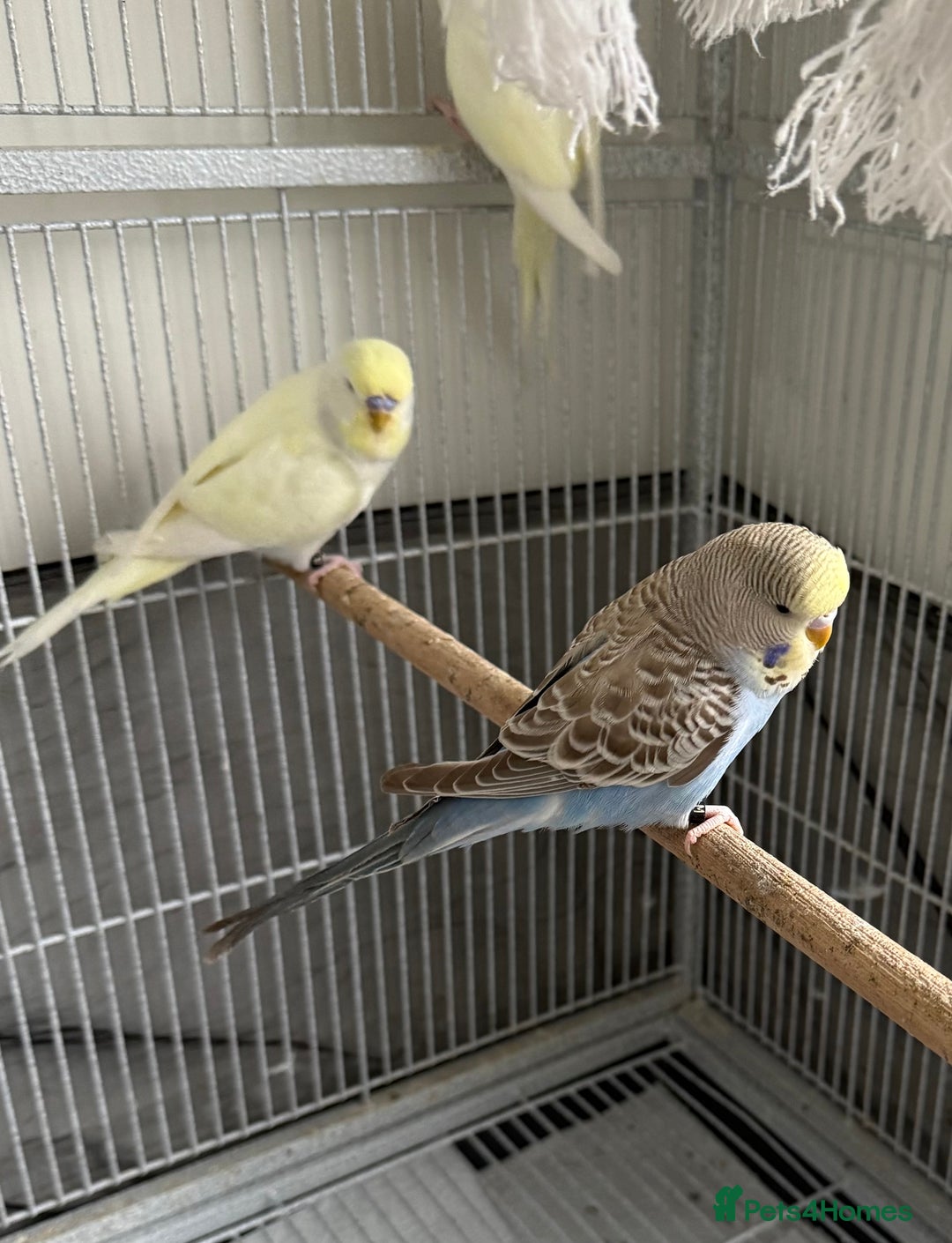 Budgerigars birds for sale: Young Budgies - Advert 11