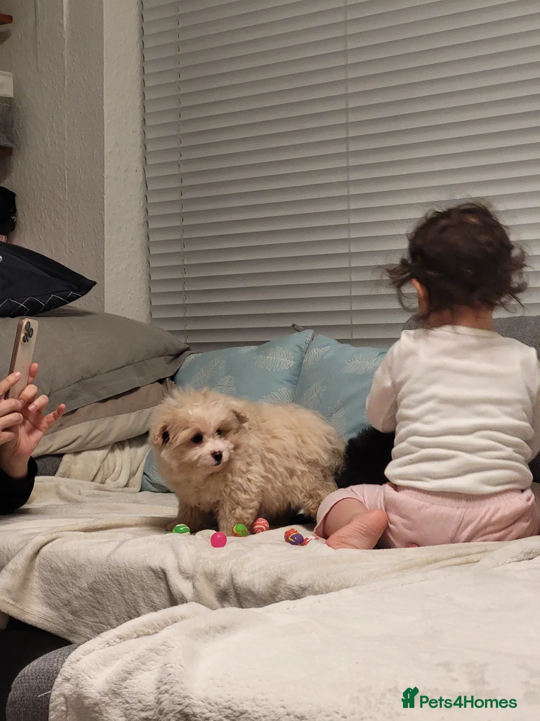 Pomapoo dogs for sale: Stunning Pomapoo Boys Looking for Love 🐾 - Advert 15