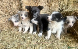 Border Collie dogs for sale: 5 beautiful border collie pups  - Image 11