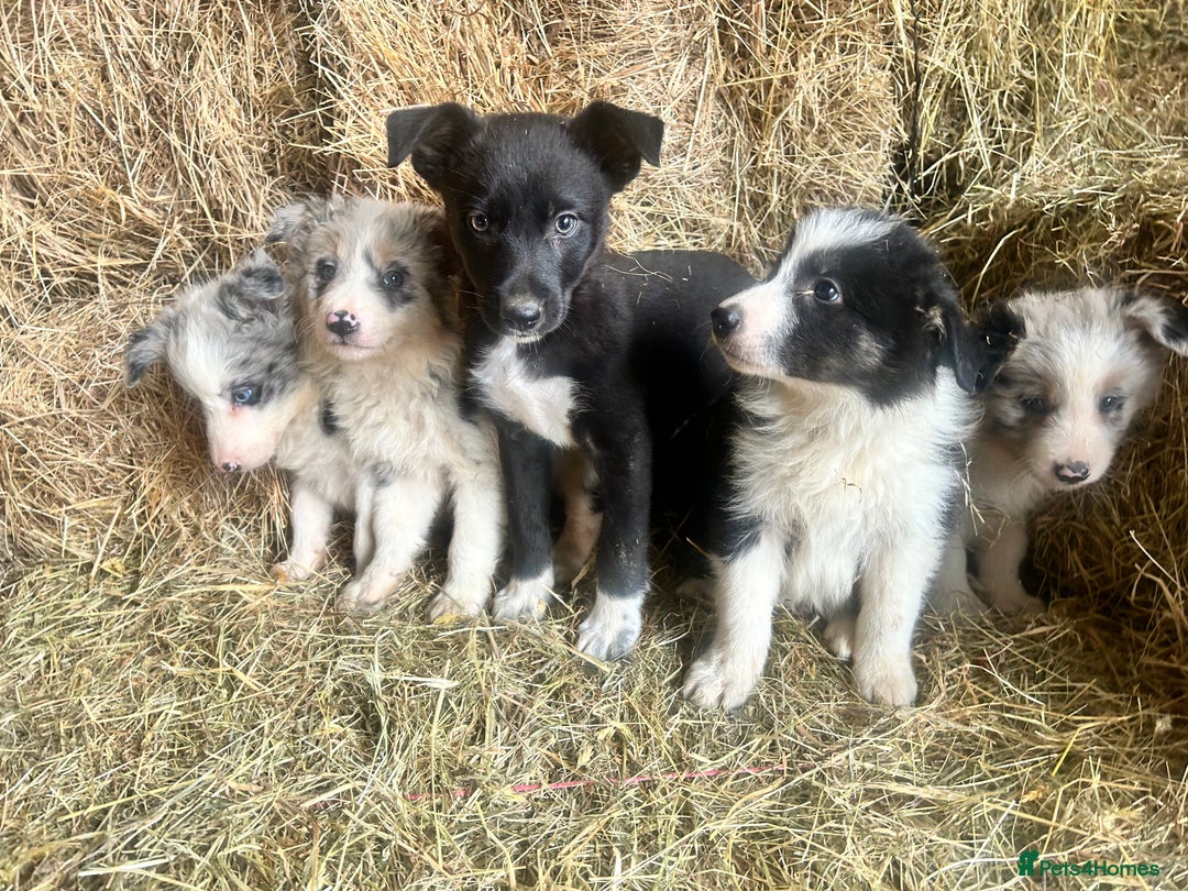 Border Collie dogs for sale: 5 beautiful border collie pups  - Image 11