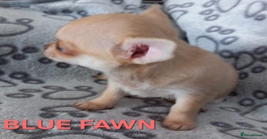 Chihuahua dogs - Advert 16