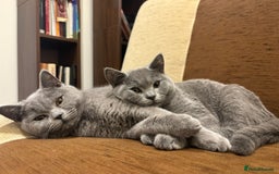 British Shorthair cats for sale: Beautiful Chunky British Shorthair Kittens Pure - Image 11