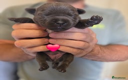 Staffordshire Bull Terrier dogs for sale: Beautiful Staffy Puppies (Blue and Black) - Image 9
