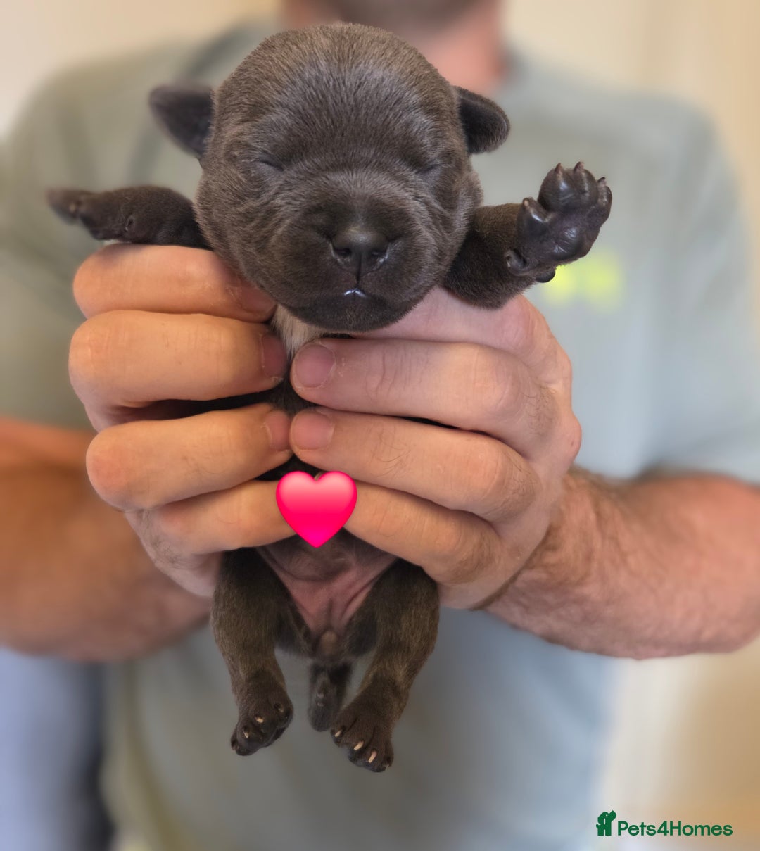 Staffordshire Bull Terrier dogs for sale: Beautiful Staffy Puppies (Blue and Black) - Image 9
