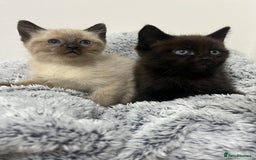 Ragdoll cats for sale: Two half ragdoll kittens - Image 1