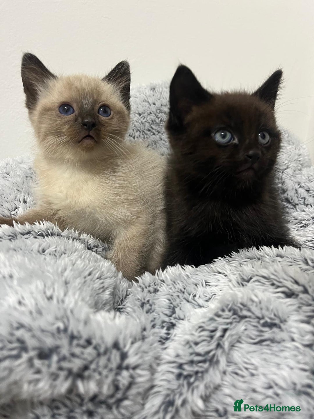 Ragdoll cats for sale: Two half ragdoll kittens - Image 1