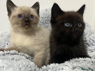 Ragdoll cats - Advert 1