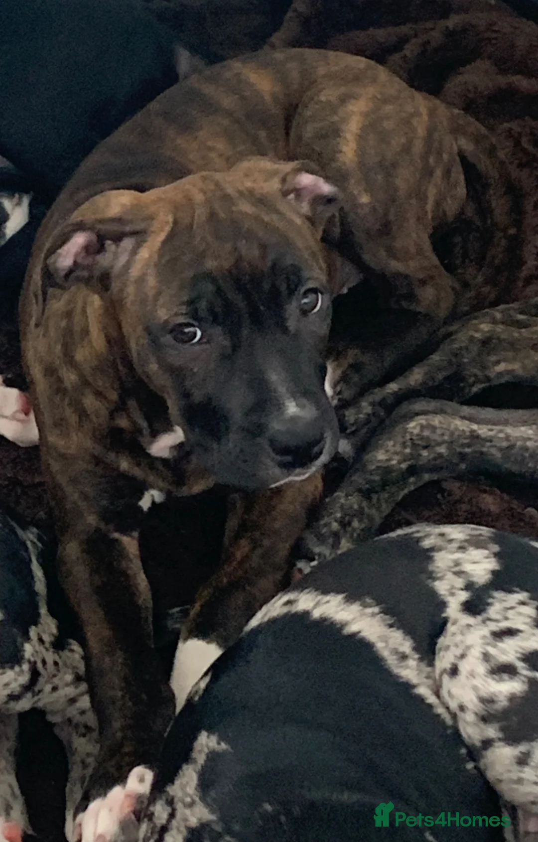Mixed Breed dogs for sale: Only 3 left!  American Staff Terrier Cross Puppies - Advert 2