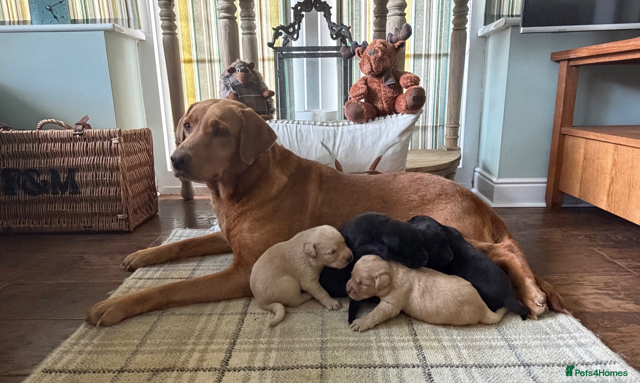 Labrador Retriever dogs Stunning KC Lab pups, health tested&many FTCH/Ws - Advert 1
