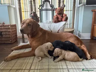 Labrador Retriever dogs Stunning KC Lab pups, health tested&many FTCH/Ws - Advert 1
