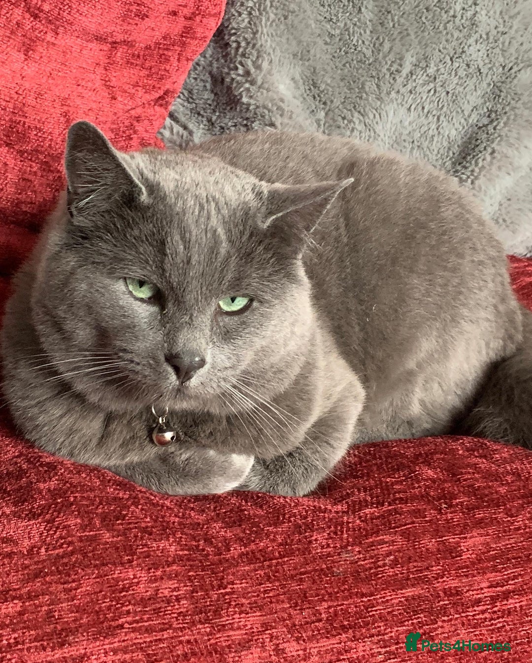Russian Blue cats for sale: Russian Blue Kittens - Image 27