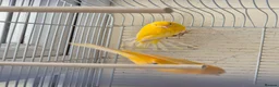 Canaries birds for sale: 2 x canaries male and female (i think) in Camborne - Advert 8