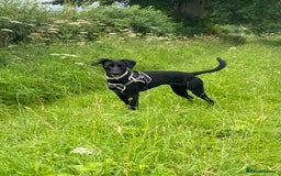 Mixed Breed dogs for sale: Bella - Image 4