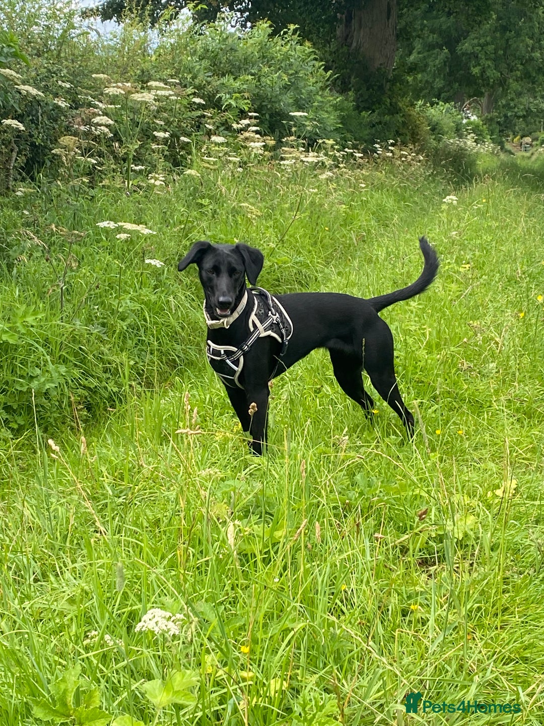 Mixed Breed dogs for sale: Bella - Image 4