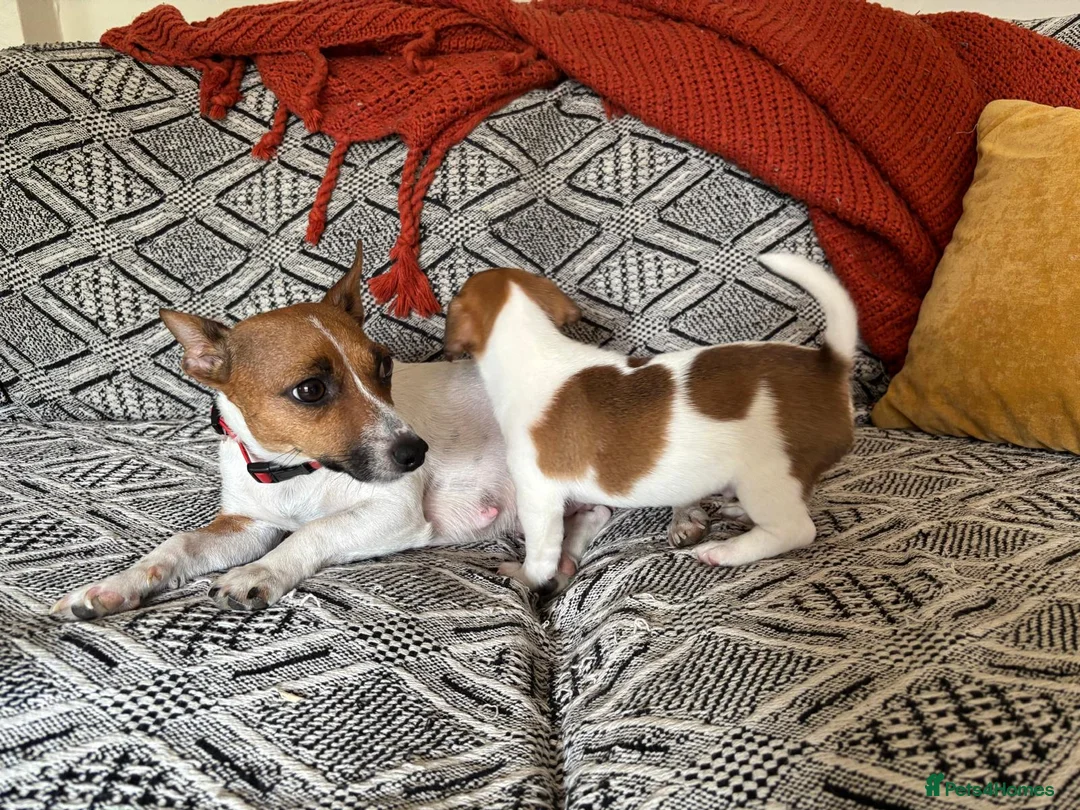 Jack Russell dogs for sale: Miniature Jack Russell  - Advert 2