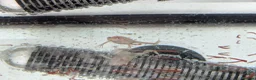 Frog reptiles for sale: African clawed froglets - Advert 2