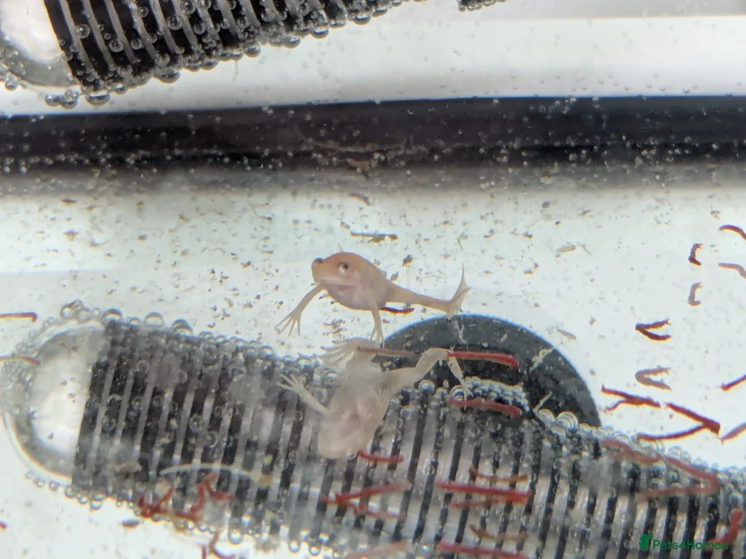 Frog reptiles for sale: African clawed froglets - Advert 2