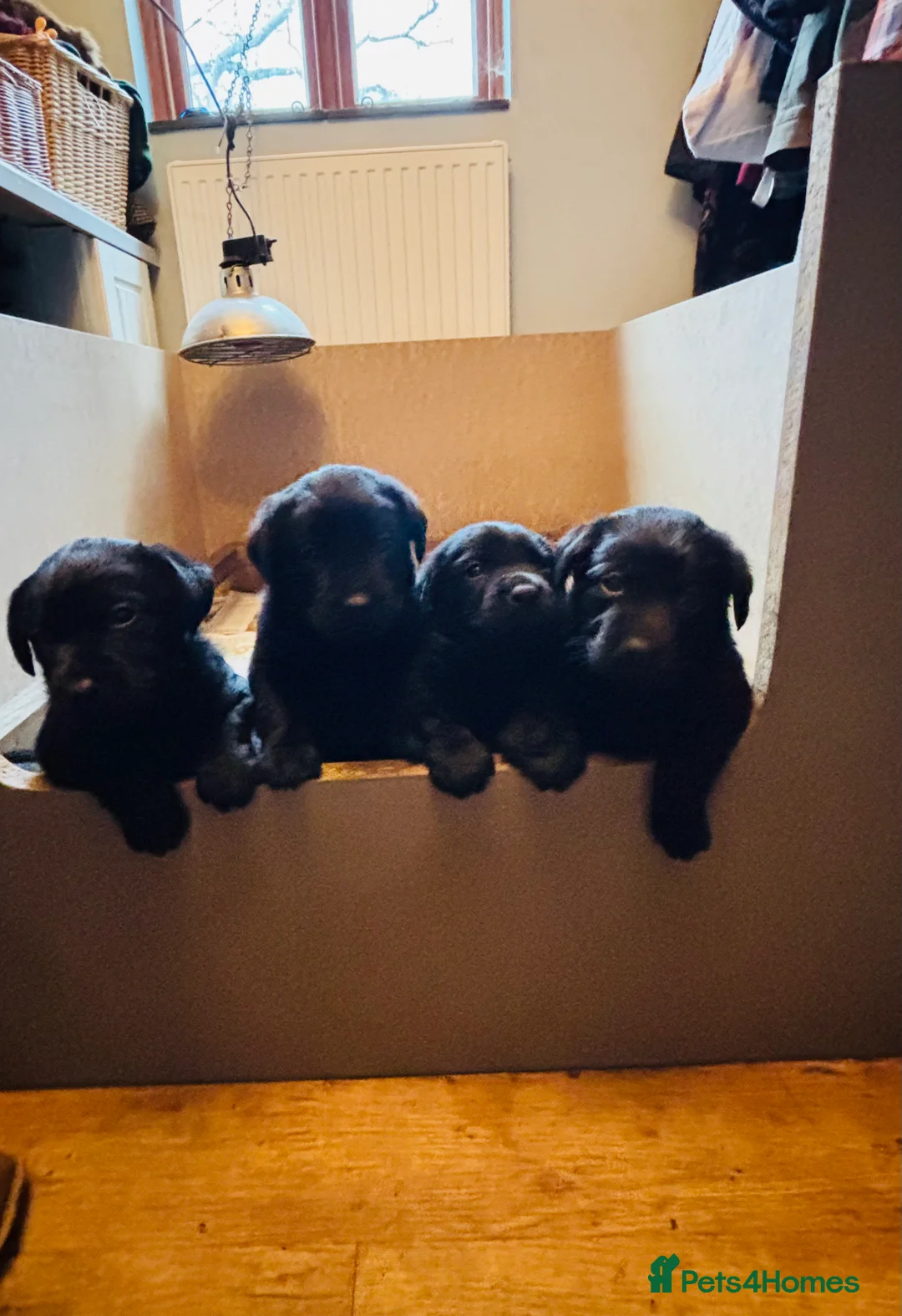 Labrador Retriever dogs for sale: Beautiful black Labrador puppies - Advert 1