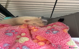 Ferret rodents for sale: X2 micro ferrets  - Image 2