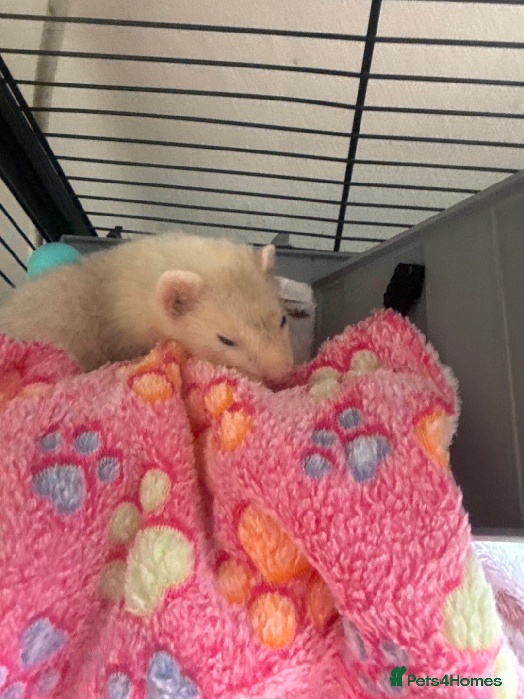 Ferret rodents for sale: X2 micro ferrets  - Image 2