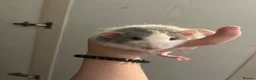 Rat rodents for sale: Dumbo Rex coat Rat  in Birmingham - Advert 1