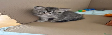 Ragcoon 3