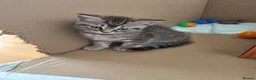 Ragcoon cats for sale: 3 beautiful Ragcoon kittens in Bishop's Stortford - Advert 5