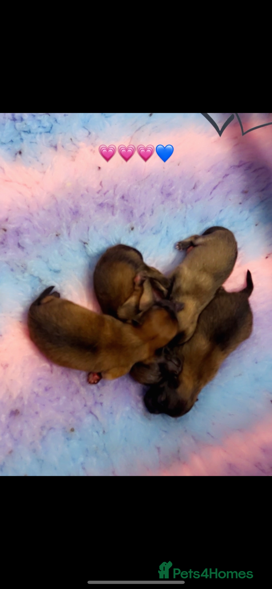 Pomeranian dogs for sale: Pomeranian puppy’s  - Image 7