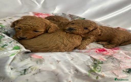 Toy Poodle dogs for sale: KC registered tiny toy poodles  - Image 7