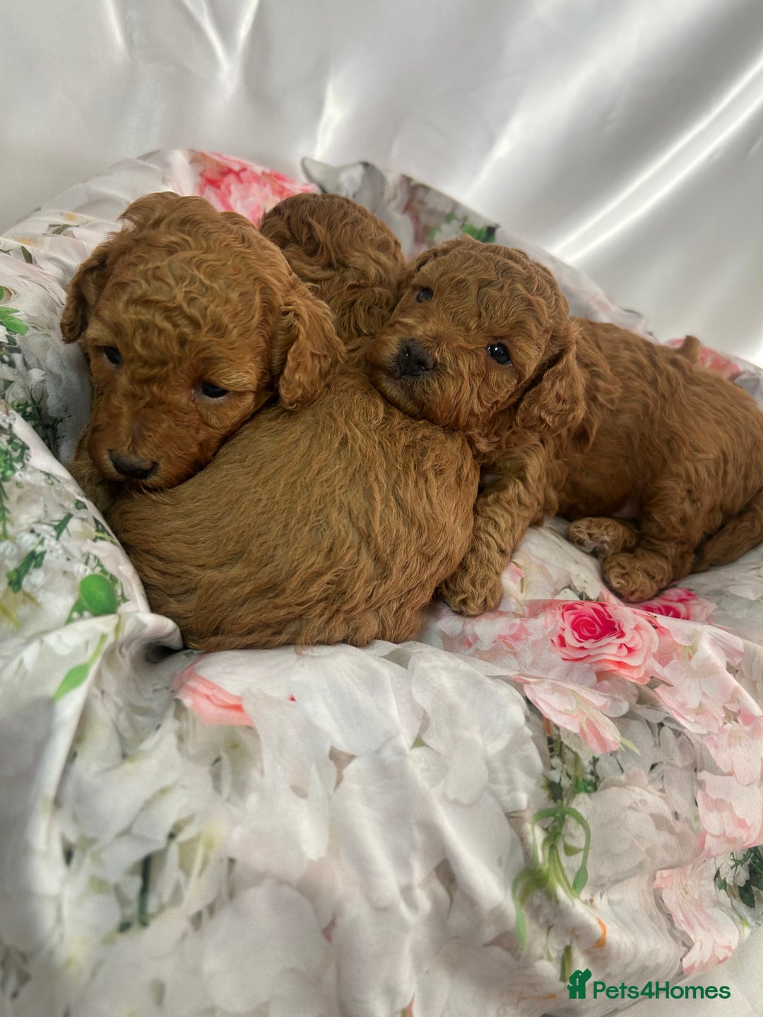 Toy Poodle dogs for sale: KC registered tiny toy poodles  - Image 7