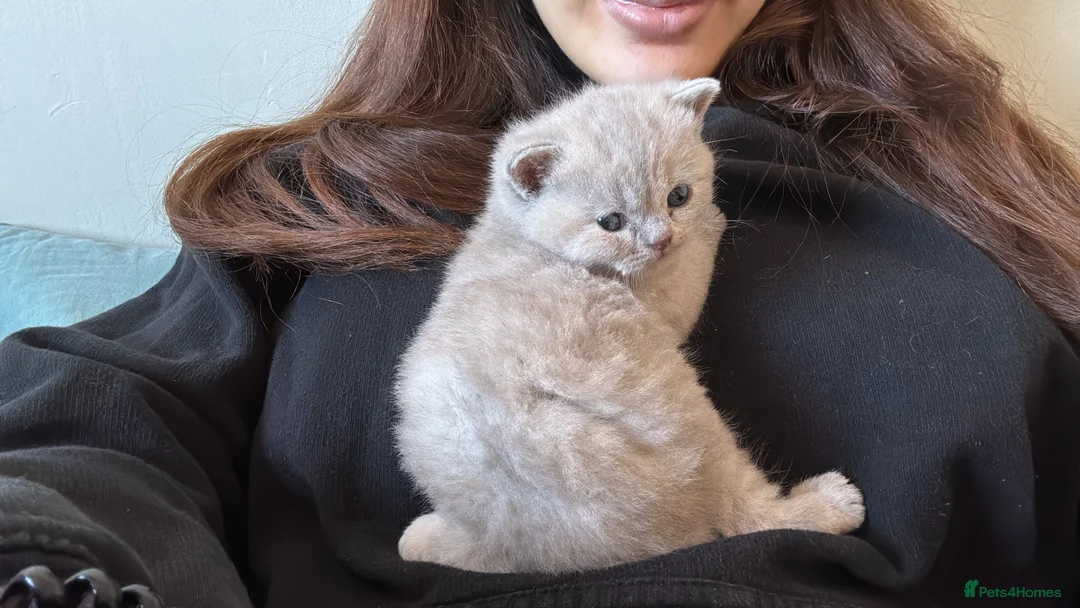 British Shorthair cats for sale: 3 Blue and 1 Lilac BSH kittens available  - Advert 2