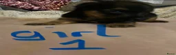 Mixed Breed dogs for sale: Biewer Yorkshire Terrier puppies  - Advert 6