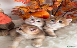 British Shorthair cats for sale: Golden British Shorthair  - Image 37