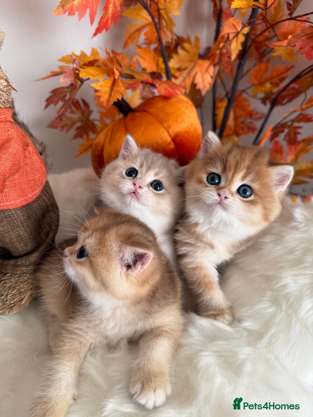 British Shorthair cats for sale: Golden British Shorthair  - Image 37