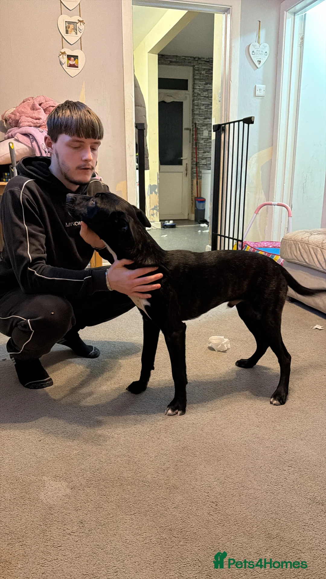 Mixed Breed dogs for sale: Belgian Malinois  - Advert 2